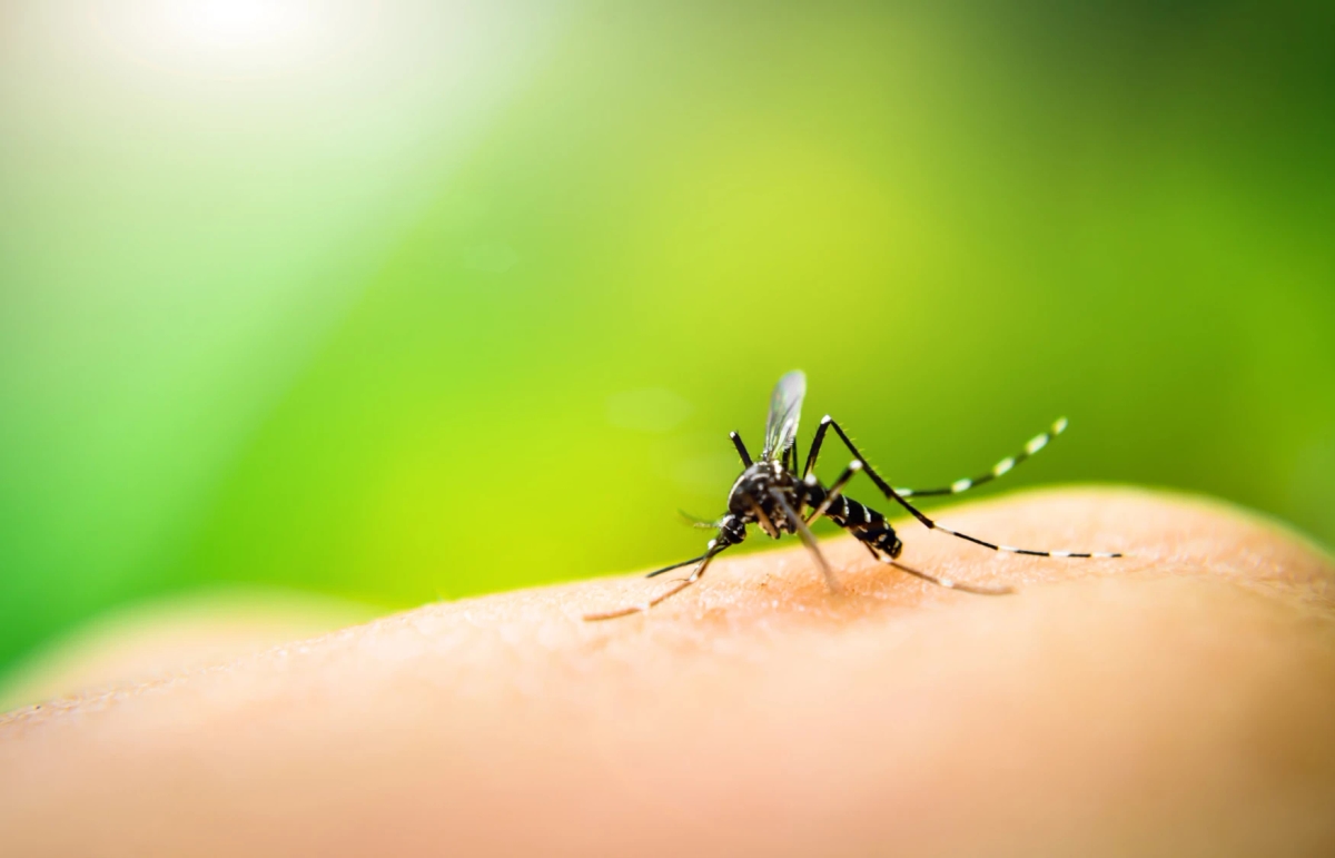 Anti Malarial